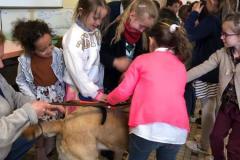 chiensguides22-2323