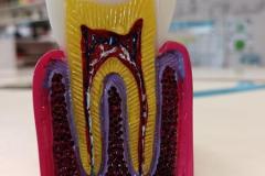 sensibilisationHBD20262