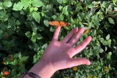 terrabotanicaCMSL202612