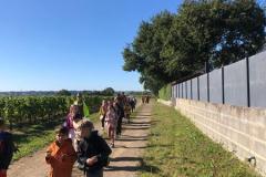 vignes1