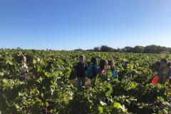 vignes11
