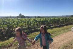 vignes13