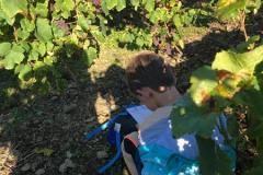 vignes16