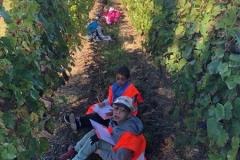 vignes2