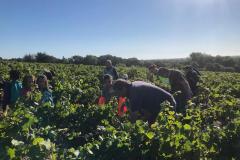 vignes4
