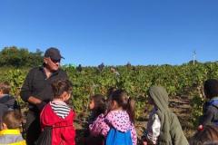 vignes5