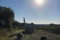 vignes8