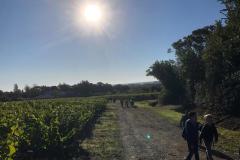 vignes9
