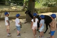 zooSL20264